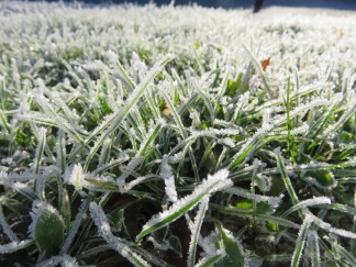 Gras onder ijslaagje